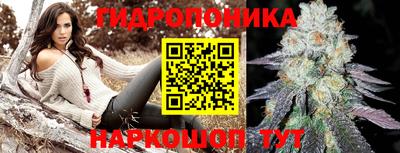 шишки Аргун